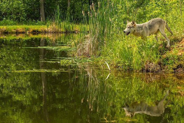 Minnesota-Pine County Wolf reflects in pond